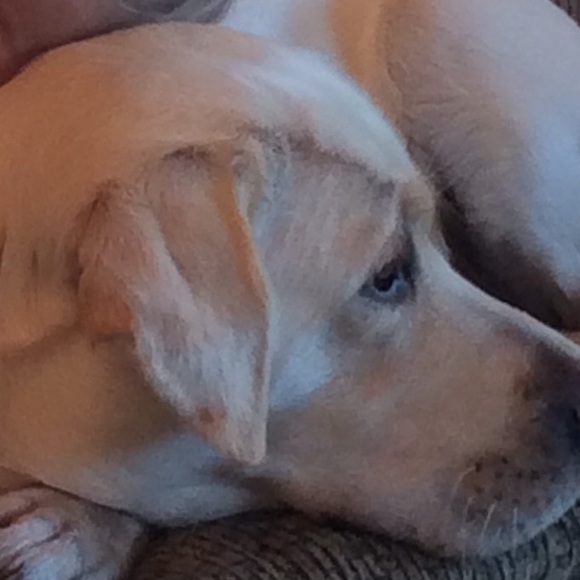 Meet your Posher, Linnette - Picture 1 of 1